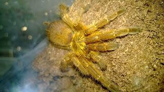 OBT In Action And a Sterling Example of Keeper Carelessness [upl. by Trebeh]