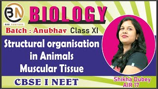 STRUCTURAL ORGANISATION IN ANIMALSMUSCULAR TISSUE CLASS XI BIOLOGY NEET 2025ANUBHAV [upl. by Eulau130]