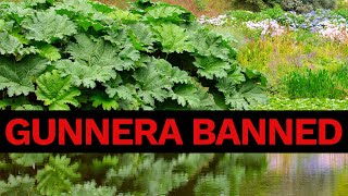 Gunnera x cryptica Banned in the UK  A Gardeners Thoughts amp Questions [upl. by Scherman991]