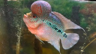 Flowerhorn Cichlid [upl. by Eibob]