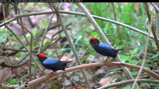 Up Close View of Lancetailed Manakins Practicing Courtship Displays – May 2 2017 [upl. by Stanfill169]