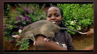 Gambian Pouched Rat [upl. by Ybsorc586]