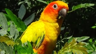 Aratinga solstitialis  Linnaeus 1758  Psittacidae  Conure soleil  Zoologique Paris 092014 [upl. by Fredella198]