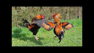 7 Fighting Rooster Breeds that Fight to Death [upl. by Sirret]