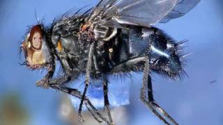 animation focus stacking Blue Bottle Calliphora Fly [upl. by Knowlton]