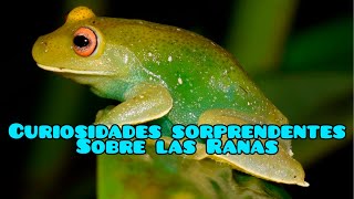 Curiosidades sorprendentes sobre las ranas [upl. by Anauq15]