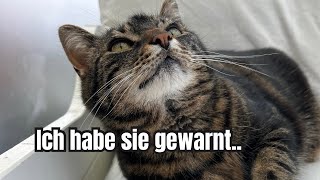 Ich hatte so Angst vor dieser fremden Katze PS Unser Botanischer Garten ist rasiert worden 😆 [upl. by Messere592]