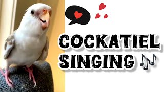 Cookie Song Cockatiel  Cockatiel Singing cockatiel shorts cockatielsinging ginger [upl. by Cogen]