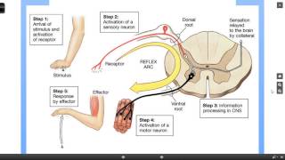 Reflex Arc [upl. by Ellerrehs907]