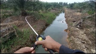 Mancing casting di kanal yang baru saja di bersihkan  mengunakan reel bc zorro stezz [upl. by Inajar]