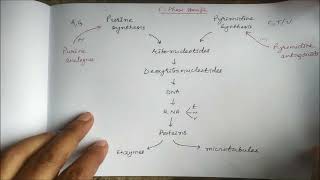 Antimetabolites Anticancer drugs [upl. by Stinky]