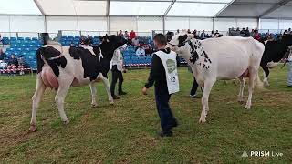 concurso de ganado de Raza Frisona en Renedo de Piélagos [upl. by Nnav]