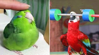 Smart And Funny Parrots Parrot Talking Videos Compilation 2023  Cute Birds 25 [upl. by Poliard821]