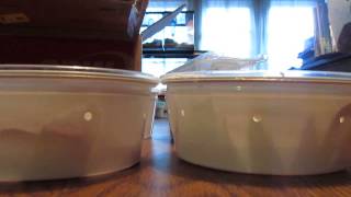 Unboxing Silver and Silver Blond Trans Pecos Rat Snakes [upl. by Ibor128]