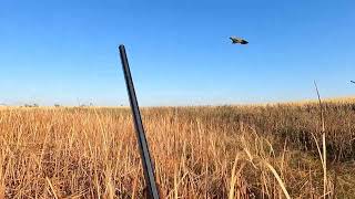 2022 North Dakota Pheasant hunting action with a flushing Lab Pointing Labs and Golden Retrievers [upl. by Jennifer]