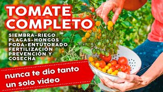 🍅 Como Plantar Tomates COMPLETO Siembra Plagas Hongos Fertilizantes Riego Poda y mucho más [upl. by Ennovi761]