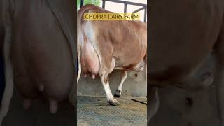 Super Udder Quality JERSEY COW ChopraDairyFarm Trending Jersey cow [upl. by Eentrok]