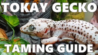 How To Taming Your Tokay Gecko Perfect Tokay Gecko Taming guide  토케이게코 길들이는 법 토케이게코 테임 가이드 [upl. by Etnaik219]