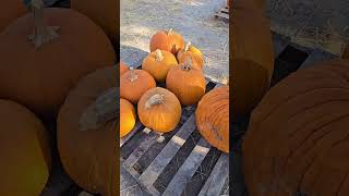 Pumpkin Patch Season is Over comingsoon tasteoftheholidaymenu wedonotownrightstomusic satx [upl. by Nasas]