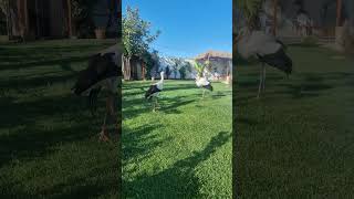 Amazing big birds landing in lawn [upl. by Karsten274]