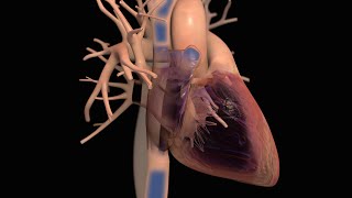 Anatomy and Function of the Heart [upl. by Ventre]