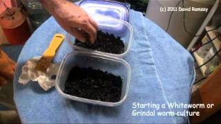 Starting White worm and Grindal Worm Culture part 1 [upl. by Quirita]