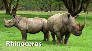 Rhinoceros Sounds [upl. by Adriell]