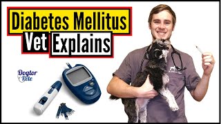 How To Keep Your Diabetic Dog Live A Long amp Happy Life  Vet Explains [upl. by Annoj901]