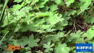 Borderplanten snoeien  Tuinadvies  GAMMA België [upl. by Erena]