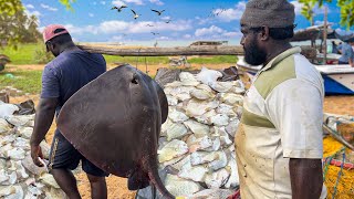 harvesting ButterBream fish Village Hard Worker Fisherman Satisfying Super street Fish markets [upl. by Terriss350]