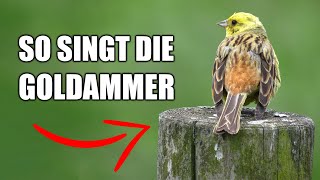 Goldammer  Vogelstimmen lernen [upl. by Nabal40]