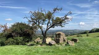 Common hawthorn  tree  August 2023 [upl. by Row]