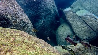 Swimming With Cichlids  Tropheus moorii yamsamba island  Additional footage [upl. by Nadabb]