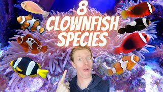 Ultimate Guide to Clownfish Species  8 Different Types of Clownfish Which is Right For You [upl. by Zeus]