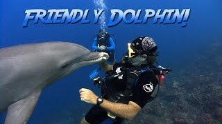 Friendly Bottlenosed Dolphin  JONATHAN BIRDS BLUE WORLD [upl. by Senn371]