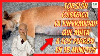 LA TORSIÓN GÁSTRICA O DE ESTÓMAGO EN PERROS 💚 PUEDE MATAR A TU PERRO EN MENOS DE 15 MINUTOS [upl. by Lucho]