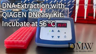 DNA Extraction with QIAGEN DNeasy Kit Incubate at 56°C [upl. by Ocnarfnaig567]