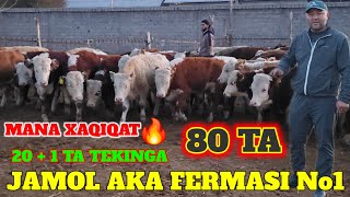 JAMOL AKA FERMASIDA 80 TA BUQALARGA 201 TA TEKINGA DASTAVKASI BOR MANA XAQIQIY CHEGIRMA💣🔥 [upl. by Nauqas517]