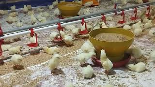 brooding DOC ayam Broiler  12ribu ekor  Lt 3 [upl. by Ecnedac]