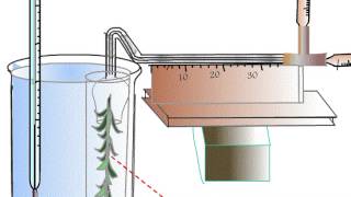 Measuring Rate of Photosynthesis using Audus Apparatus [upl. by Erastatus]