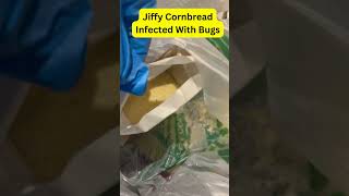 Jiffy Cornbread Infected with Bugs [upl. by Akcirred]