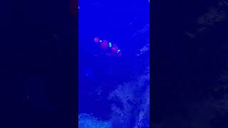 Nemo the clown fish Campbelltown Australia [upl. by Roybn]