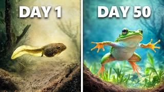 Raising Tadpoles to Frogs 50 Day Evolution [upl. by Yukio938]