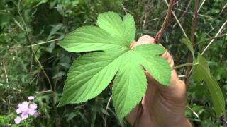 Japanese Hop identification of the Wisconsin Invasive Species Humulus japonicas [upl. by Occor672]