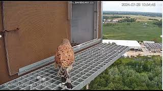 Konstancin Jeziorna Orange PL Kestrels Male guarding the nest  departure  2024 07 29 10 40 [upl. by Yauqram]