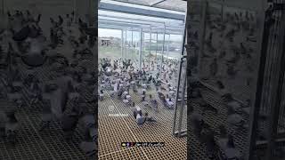 10000000 pigeons🕊️🕊️🕊️🕊️😮😯😯😯😯😯😯viralshort [upl. by Nosac]