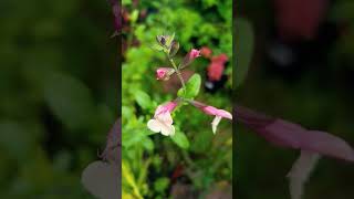 Salvia microphylla Candle glow [upl. by Arabel]