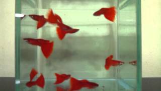 Albino Full Red Guppies [upl. by Yevad890]