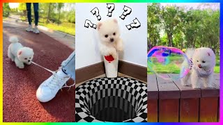 Tik Tok Chó Phốc Sóc Mini 😍 New Funny and Cute Pomeranian 🐕 456 [upl. by Bowyer605]