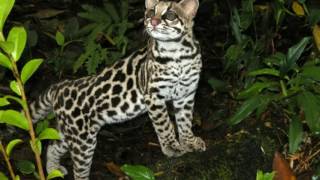 Margay Facts Interesting Facts about Margay Facts about Margay [upl. by Flight577]